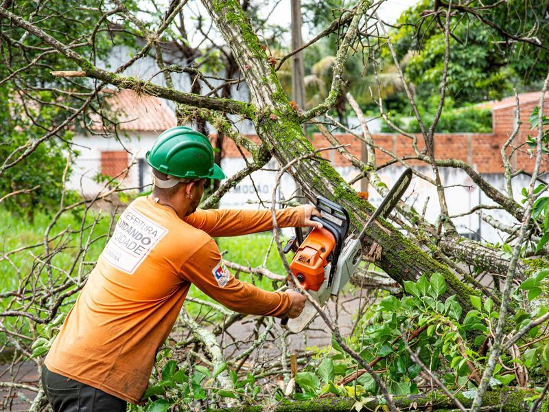 Tree removal crew working near Omaha