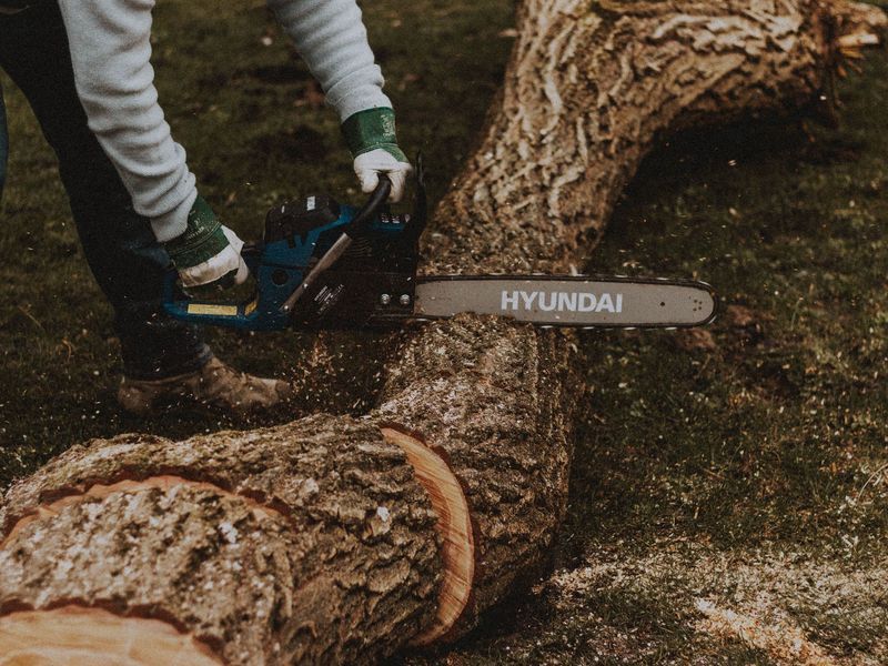 Tree removal in Omaha area, NE