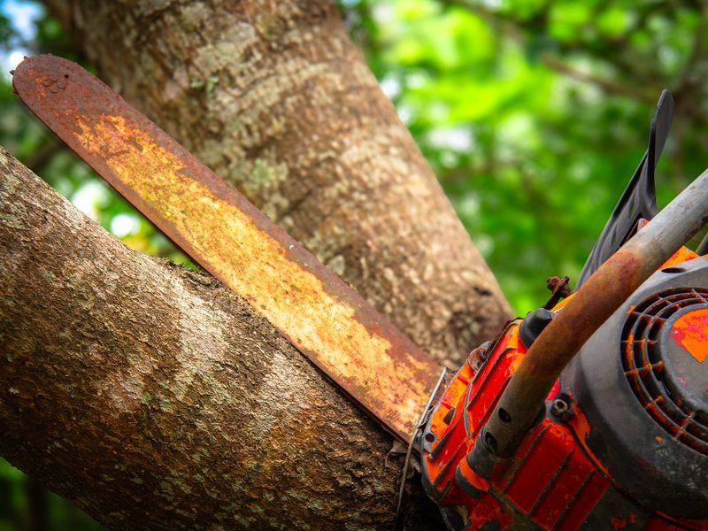 Tree removal job near Bennington, NE
