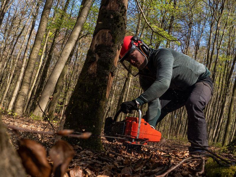 Tree removal job near Council Bluffs, IA