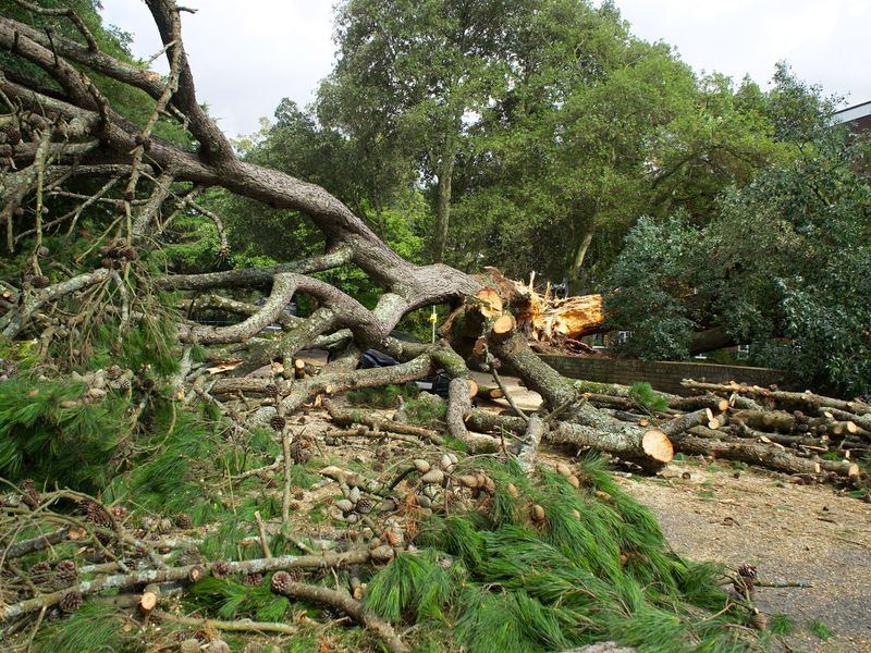 Tree removal job near Plattsmouth, NE